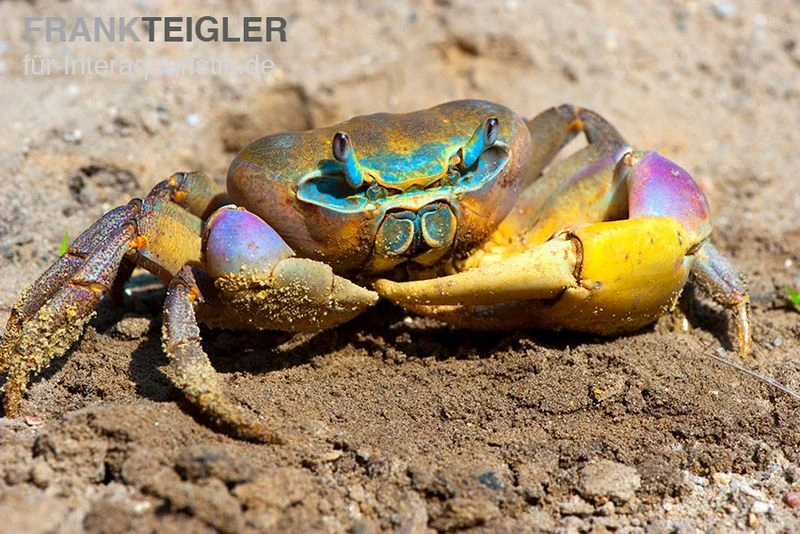 Indonesische Riesenlandkrabbe, Cardisoma Carnifex 2 Indonesische Riesenlandkrabbe, Cardisoma Carnifex – Bild 2