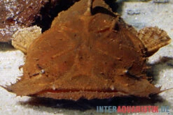 Indonesischer Großmaulwels, Chaca Bankanensis -Boutique-Tierhandlung Indonesischer Grossmaulwels Chaca bankanensis 2