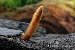 Indonesischer Kurzflossen-Aal, Anguilla Bicolor -Boutique-Tierhandlung Indonesischer Kurzflossen Aal Anguilla bicolor neu 3