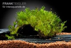 Oranger Zwergflußkrebs - Cambarellus CPO-Paar + Bepflanzte Kokosnusshöhle -Boutique-Tierhandlung Javamoos Vesicularia dubyana auf Kokosnusshoehle neu 2