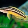 Streifen-Schlankcichlide, Julidochromis Ornatus YELLOW, DNZ