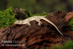 Jungferngecko, Lepidodactylus Lugubris -Boutique-Tierhandlung Jungferngecko Lepidodactylus lugubris1