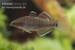 Kaisergrundel, Hypseleotris Compressa, 4-5 Cm -Boutique-Tierhandlung Kaisergrundel Hypseleotris compressa