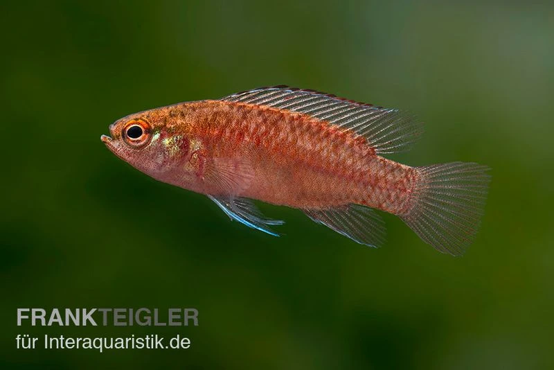 Kajal-Zwergblaubarsch, Dario Kajal (paarweise) 1 Kajal-Zwergblaubarsch, Dario Kajal (paarweise)