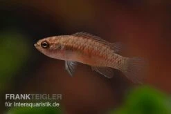 Kajal-Zwergblaubarsch, Dario Kajal (paarweise) 7 Kajal-Zwergblaubarsch, Dario Kajal (paarweise) -Boutique-Tierhandlung Kajal Zwergblaubarsch Dario kajal 4