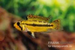 Kakaduzwergbuntbarsch Rot, Apistogramma Cacatuoides, Paarweise -Boutique-Tierhandlung Kakaduzwergbuntbarsch rot Apistogramma cacatuoides paarweise 3