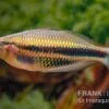 Kaladiri-Regenbogenfisch, Melanotaenia Sp. Kaladiri, 5 Tiere