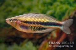 Kaladiri-Regenbogenfisch, Melanotaenia Sp. Kaladiri, 5 Tiere