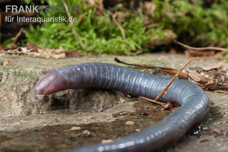 Kamerun Erdwühle, Geotrypetes Seraphini 1 Kamerun Erdwühle, Geotrypetes Seraphini