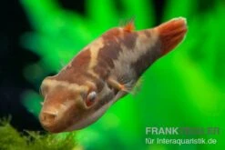 Kammkugelfisch, Carinotetraodon Irrubesco (Rotschwanzkugelfisch)