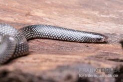 Kap-Wolfsnatter, Lycophidion Capense -Boutique-Tierhandlung Kap Wolfsnatter Lycophidion capense 2 neu