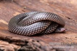 Kap-Wolfsnatter, Lycophidion Capense -Boutique-Tierhandlung Kap Wolfsnatter Lycophidion capense 3 neu jpg