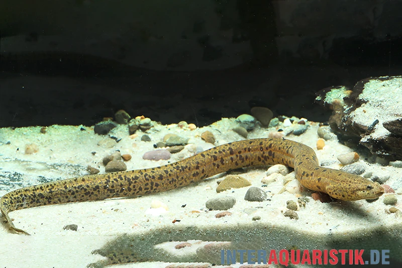 Kiemenschlitzaal, Synbranchus Marmoratus 1 Kiemenschlitzaal, Synbranchus Marmoratus