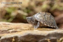 Gekielte Moschusschildkröte, Kinosternon Carinatum -Boutique-Tierhandlung Kinosternon carinatum