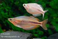 Kiura-Regenbogenfisch, Melanotaenia Cf. Goldiei "Kiura", 5 Tiere 7 Kiura-Regenbogenfisch, Melanotaenia Cf. Goldiei "Kiura", 5 Tiere -Boutique-Tierhandlung Kiura Regenbogenfisch Melanotaenia cf goldiei Kiura 2 Paare 2