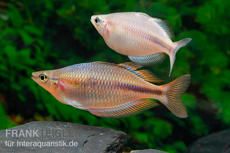 Kiura-Regenbogenfisch, Melanotaenia Cf. Goldiei "Kiura", 5 Tiere 3 Kiura-Regenbogenfisch, Melanotaenia Cf. Goldiei "Kiura", 5 Tiere – Bild 3