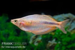 Kiura-Regenbogenfisch, Melanotaenia Cf. Goldiei "Kiura", 5 Tiere 8 Kiura-Regenbogenfisch, Melanotaenia Cf. Goldiei "Kiura", 5 Tiere -Boutique-Tierhandlung Kiura Regenbogenfisch Melanotaenia cf goldiei Kiura 2 Paare 3