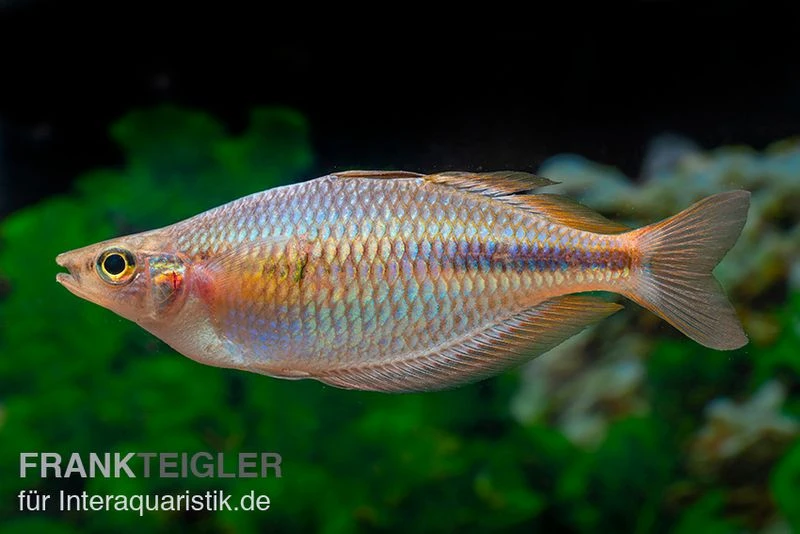 Kiura-Regenbogenfisch, Melanotaenia Cf. Goldiei "Kiura", 5 Tiere 1 Kiura-Regenbogenfisch, Melanotaenia Cf. Goldiei "Kiura", 5 Tiere