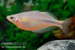 Kiura-Regenbogenfisch, Melanotaenia Cf. Goldiei "Kiura", 5 Tiere 9 Kiura-Regenbogenfisch, Melanotaenia Cf. Goldiei "Kiura", 5 Tiere -Boutique-Tierhandlung Kiura Regenbogenfisch Melanotaenia cf goldiei Kiura 2 Paare 5