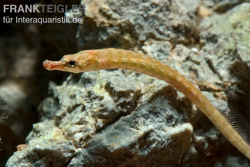 Kleine Süßwassernadel, Enneacampus Ansorgii 1 Kleine Süßwassernadel, Enneacampus Ansorgii