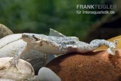 Kleine Wabenkröte, Pipa Parva