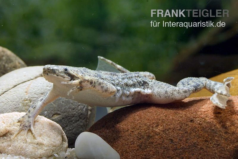 Kleine Wabenkröte, Pipa Parva 1 Kleine Wabenkröte, Pipa Parva