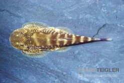 Kleiner Borneo Flossensauger, Pseudogastromyzon Ctenocephalus, 3er Gruppe -Boutique-Tierhandlung Kleiner Borneo Flossensauger Pseudogastromyzon ctenocephalus 3 Stueck