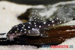 Kleiner Orinoco-Saugwels, L 280, Micracanthicus Vandragti -Boutique-Tierhandlung Kleiner Orinoco Saugwels L 280 Micracanthicus vandragti 3