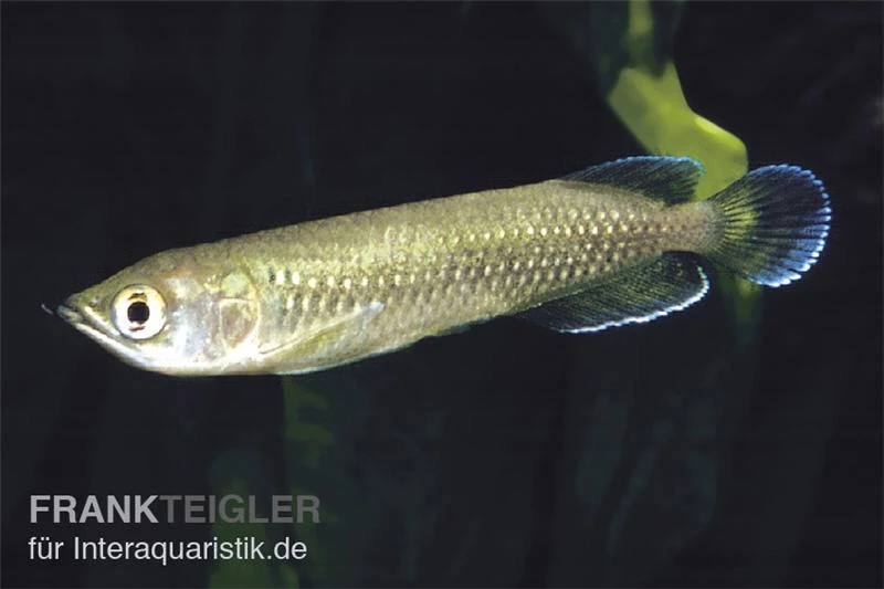 Australischer Knochenzüngler, Scleropages Jardini 1 Australischer Knochenzüngler, Scleropages Jardini