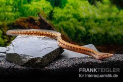 Kongo-Stachelaal, Mastacembelus Cf. Greshoffi (Kongo) -Boutique-Tierhandlung Kongo Stachelaal Mastacembelus cf greshoffi Kongo 1