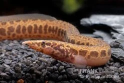 Kongo-Stachelaal, Mastacembelus Cf. Greshoffi (Kongo) -Boutique-Tierhandlung Kongo Stachelaal Mastacembelus cf greshoffi Kongo 2