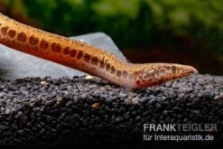 Kongo-Stachelaal, Mastacembelus Cf. Greshoffi (Kongo) -Boutique-Tierhandlung Kongo Stachelaal Mastacembelus cf greshoffi Kongo 5