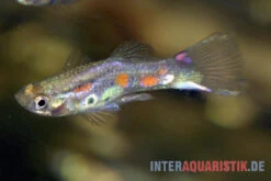 Kongo-Wildguppy, Poecilia Sp. Congo Guppy, 10 Paare (20 Fische) -Boutique-Tierhandlung Kongo Wildguppy Poecilia sp Congo Guppy 1