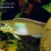 Kongocichlide, Nannochromis Nudiceps