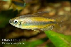 Goldener Kongosalmler, Phenacogrammus Aurantiacus -Boutique-Tierhandlung Kongosalmler Phenacogrammus aurantiacus 2