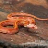 Kornnatter, Pantherophis Guttatus AMEL STRIPED