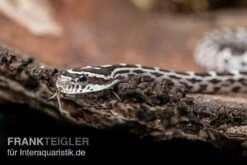 Kornnatter, Pantherophis Guttatus ANERY -Boutique-Tierhandlung Kornnatter Pantherophis guttatus Anery 7