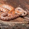 Kornnatter, Pantherophis Guttatus HYPO TESSERA