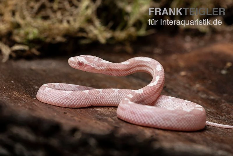 Kornnatter, Pantherophis Guttatus SNOW MOTLEY 2 Kornnatter, Pantherophis Guttatus SNOW MOTLEY – Bild 2