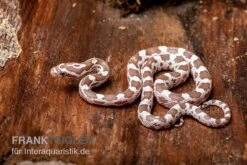 Kornnatter, Pantherophis Guttatus, ULTRAMEL ANERY -Boutique-Tierhandlung Kornnatter Pantherophis guttatus Ultramel Anery 17