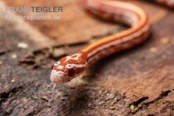 Kornnatter, Pantherophis Guttatus ULTRAMEL TESSERA -Boutique-Tierhandlung Kornnatter Pantherophis guttatus Ultramel Tessera 6