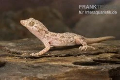 Krokodilgecko, Cyrtopodion Scabrum