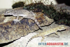 Krokodilgecko, Cyrtopodion Scabrum -Boutique-Tierhandlung Krokodilgecko Cyrtopodion scabrum 3