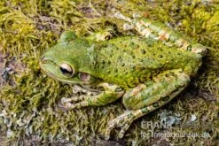 Kuba-Laubfrosch, Osteopilus Septentrionalis -Boutique-Tierhandlung Kuba Laubfrosch Osteopilus septentrionalis 2