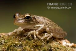 Kuba-Laubfrosch, Osteopilus Septentrionalis -Boutique-Tierhandlung Kuba Laubfrosch Osteopilus septentrionalis 3