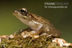 Kuba-Laubfrosch, Osteopilus Septentrionalis -Boutique-Tierhandlung Kuba Laubfrosch Osteopilus septentrionalis 4