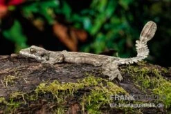 Kuhls-Faltengecko, Ptychozoon Kuhli -Boutique-Tierhandlung Kuhls Faltengecko Ptychozoon kuhli