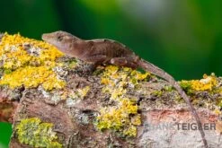 Kupferanolis, Anolis Cupreus 5 Kupferanolis, Anolis Cupreus -Boutique-Tierhandlung Kupferanolis Anolis cupreus 3