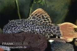 Leopard-Kaktuswels, L 114, LDA 7, L427 Pseudacanthicus Cf. Leopardus -Boutique-Tierhandlung L 114 Pseudacanthicus leopardus leopardkaktuswels