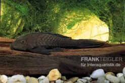 Wels L152 Orinoko-Tannenzapfenwels, Pseudorinelepis Genibarbis -Boutique-Tierhandlung L 152 Pseudorinelepis sp 2